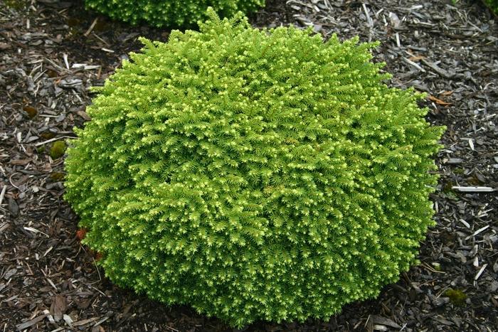 Picea Abies 'little Gem' - View 1 from www redcrocus com