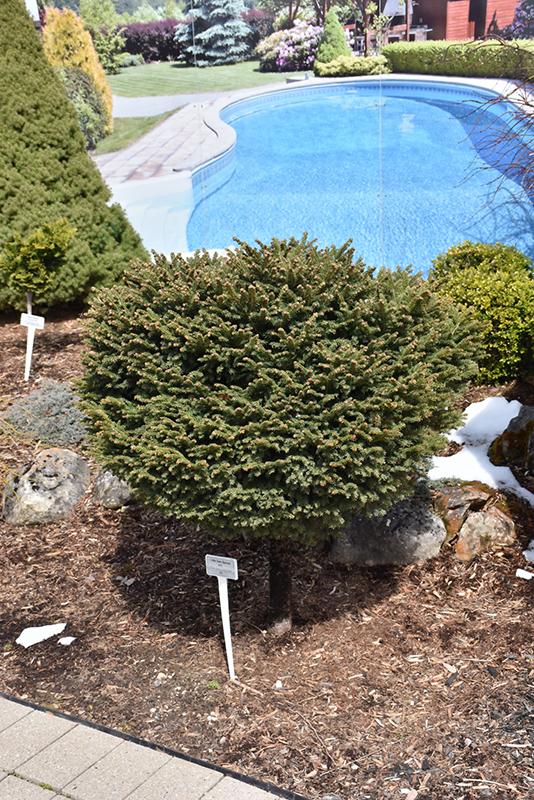 Picea Abies 'little Gem' - View 8 from www redcrocus com