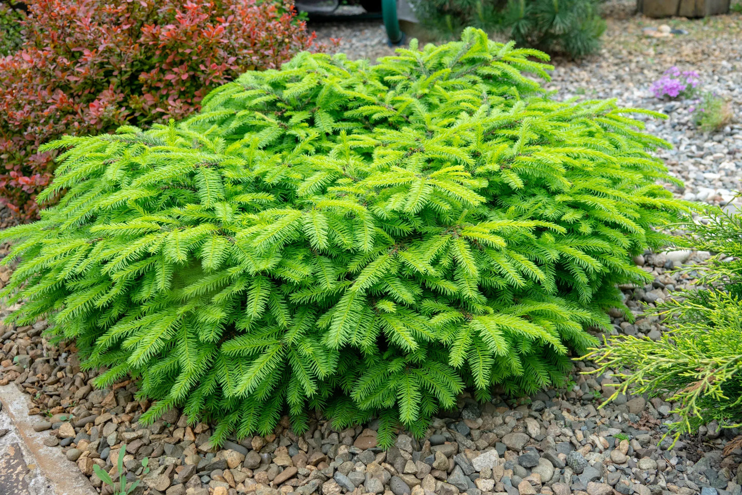 Picea Abies 'little Gem' - View 9 from www redcrocus com