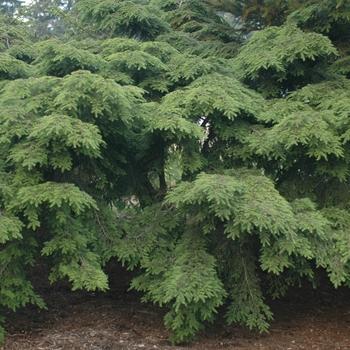 Tsuga Canadensis 'elmwood Cascade' - View 1 from www redcrocus com