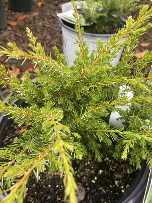Juniperus Communis 'tortuga' - View 10 from www redcrocus com