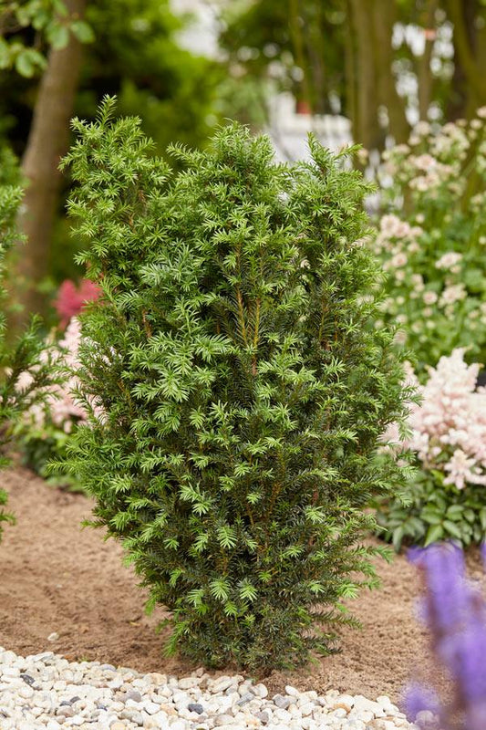 Taxus Media 'rising Star' - View 12 from www redcrocus com