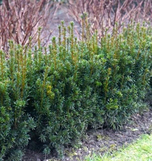 Taxus Media 'rising Star' - View 1 from www redcrocus com