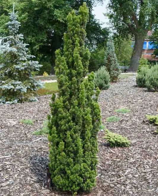 Taxus Baccata 'fastigiata' - View 1 from www redcrocus com