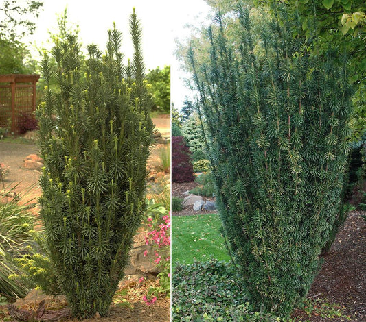 Cephalotaxus Harringtonia 'fastigiata' - View 1 from www redcrocus com