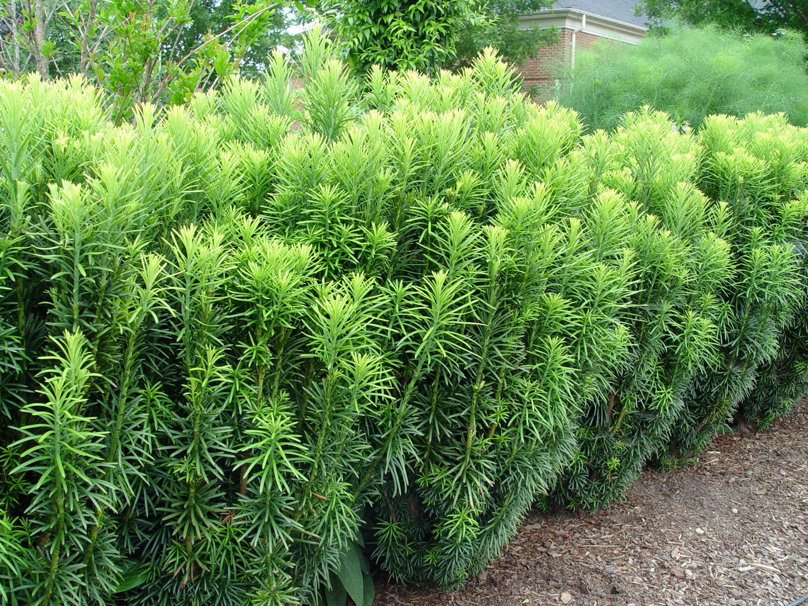 Cephalotaxus Harringtonia 'fastigiata' - View 26 from www redcrocus com
