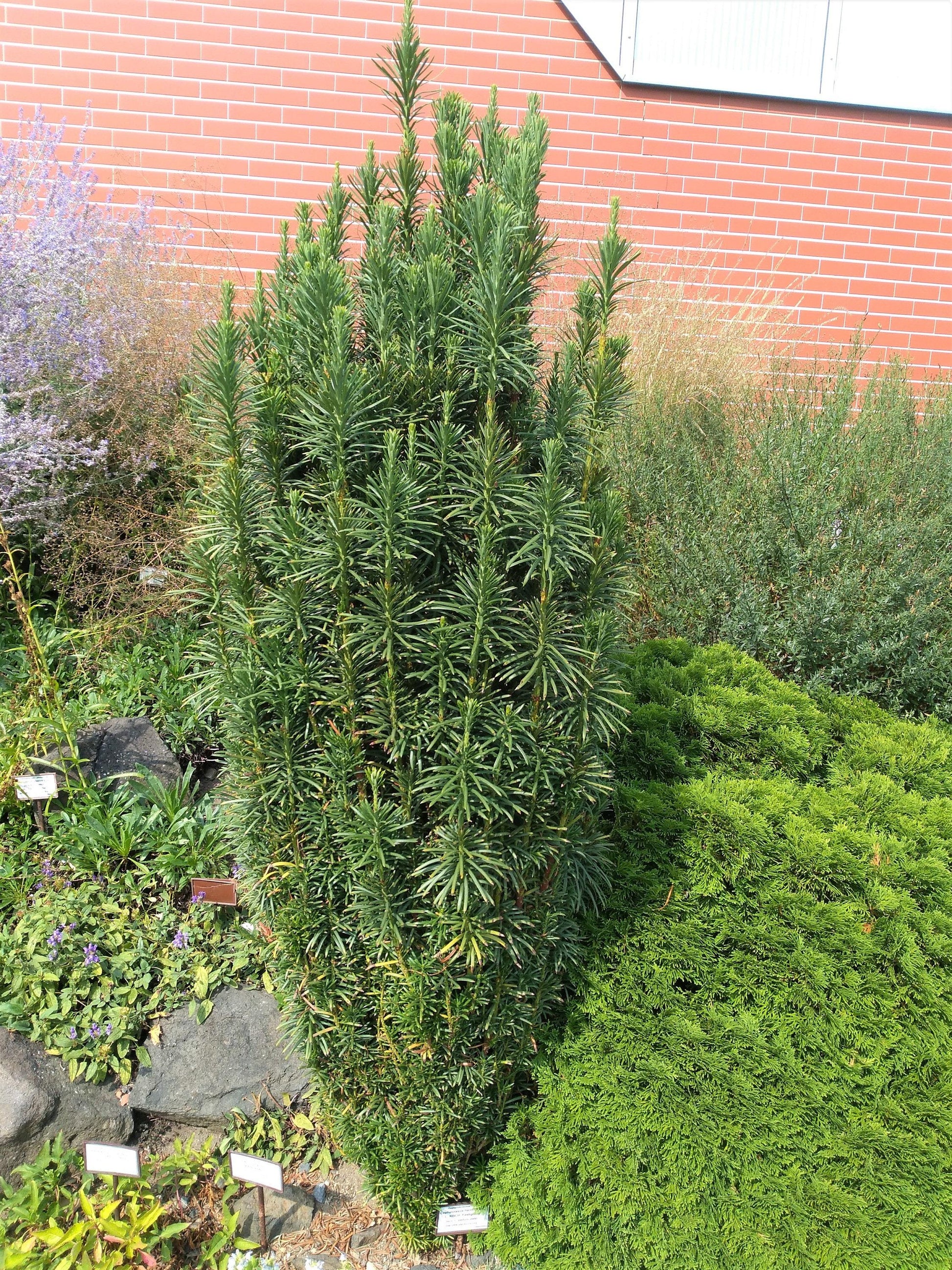 Cephalotaxus Harringtonia 'fastigiata' - View 36 from www redcrocus com