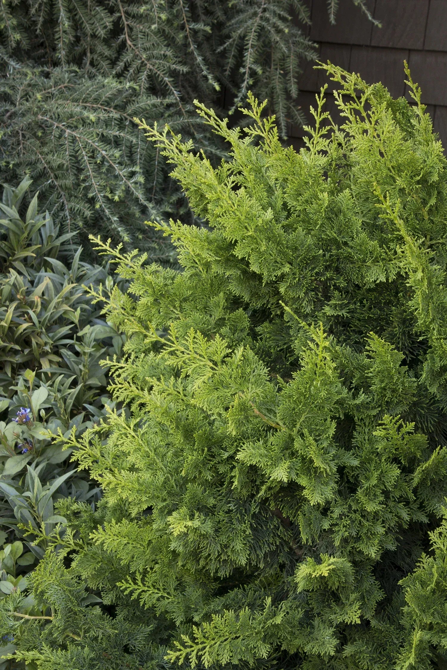 Chamaecyparis Obtusa 'jade Waves' - View 11 from www redcrocus com