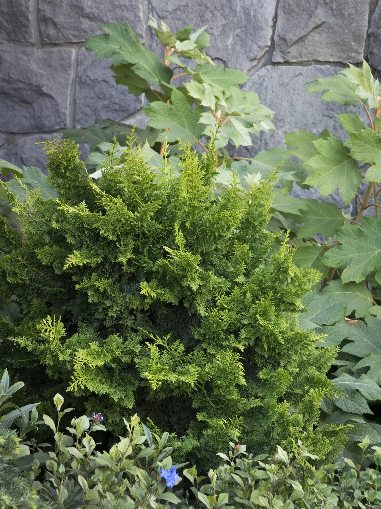 Chamaecyparis Obtusa 'jade Waves' - View 18 from www redcrocus com