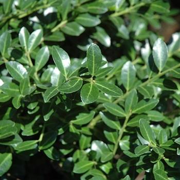 Ilex Opaca 'wyetta' - View 10 from www redcrocus com