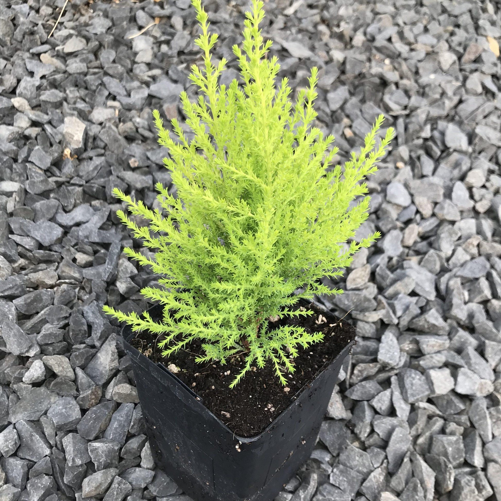 Cupressus Macrocarpa 'wilma Goldcrest' - View 28 from www redcrocus com