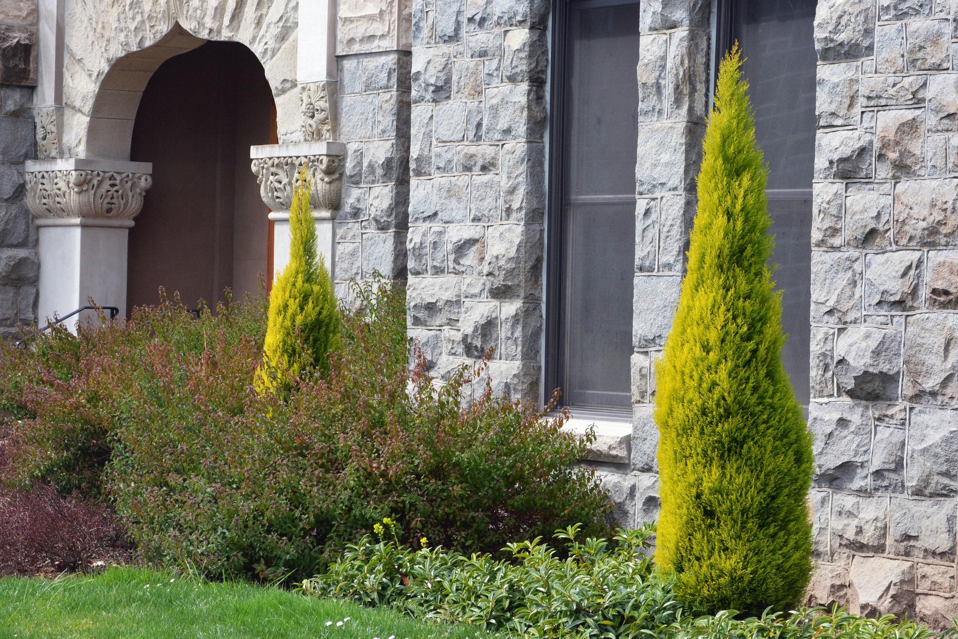 Cupressus Macrocarpa 'wilma Goldcrest' - View 3 from www redcrocus com