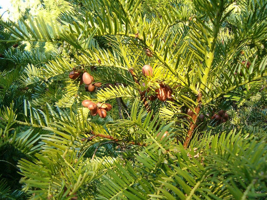 Cephalotaxus Harringtonia - View 1 from www redcrocus com