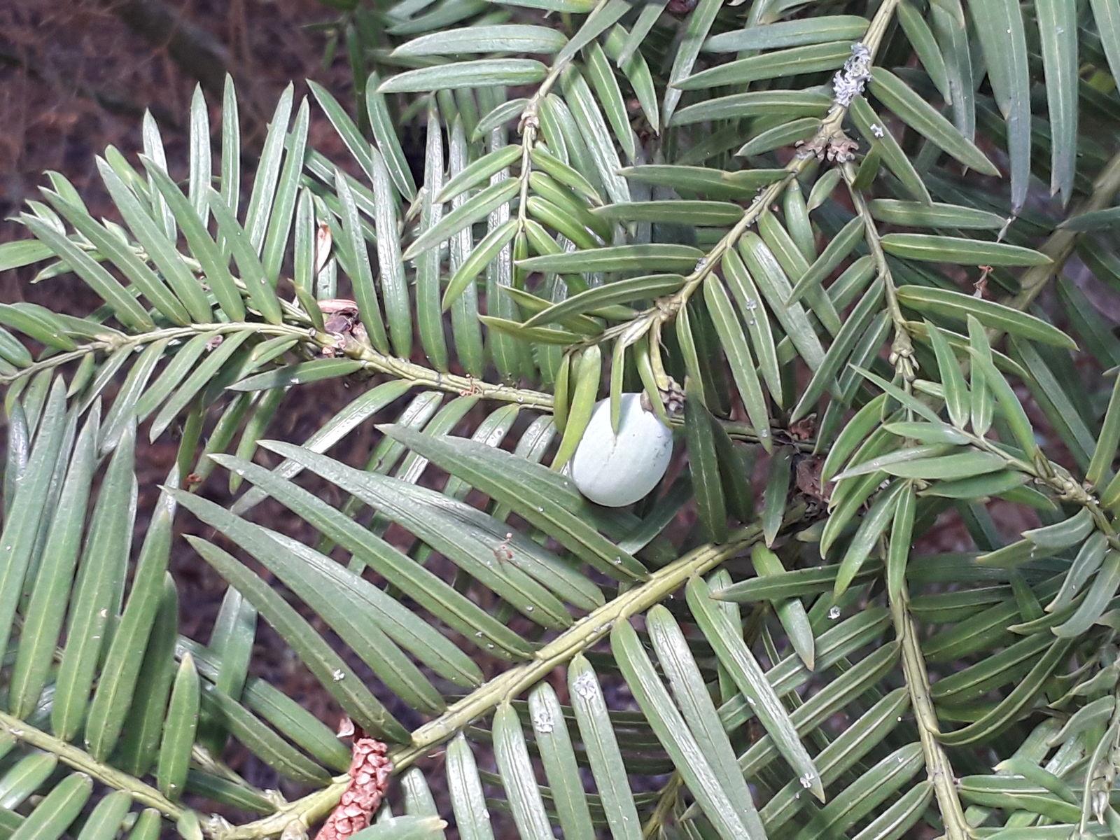 Cephalotaxus Harringtonia - View 24 from www redcrocus com