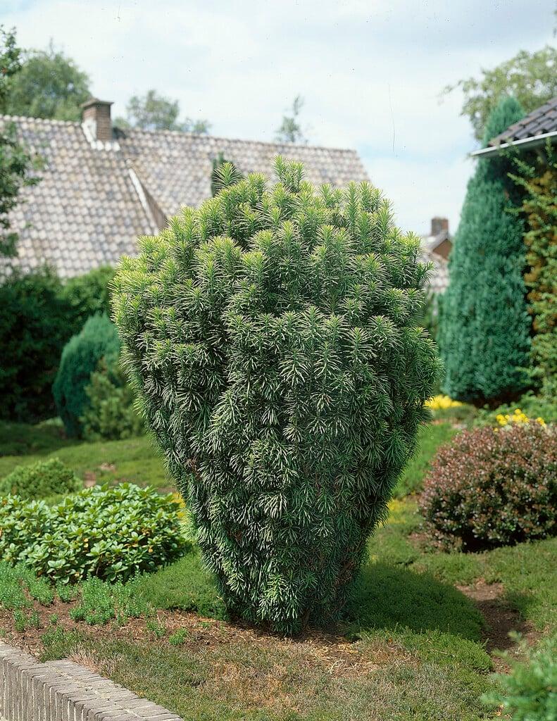 Cephalotaxus Harringtonia - View 28 from www redcrocus com