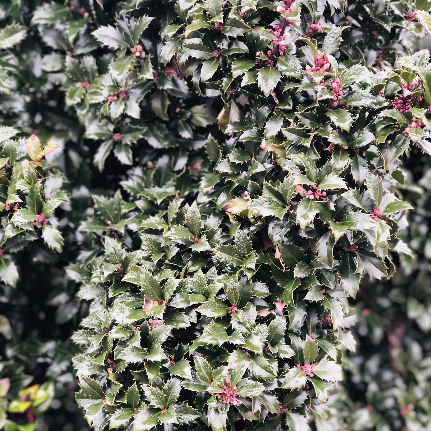 Ilex Meserveae 'castle Wall' - View 12 from www redcrocus com