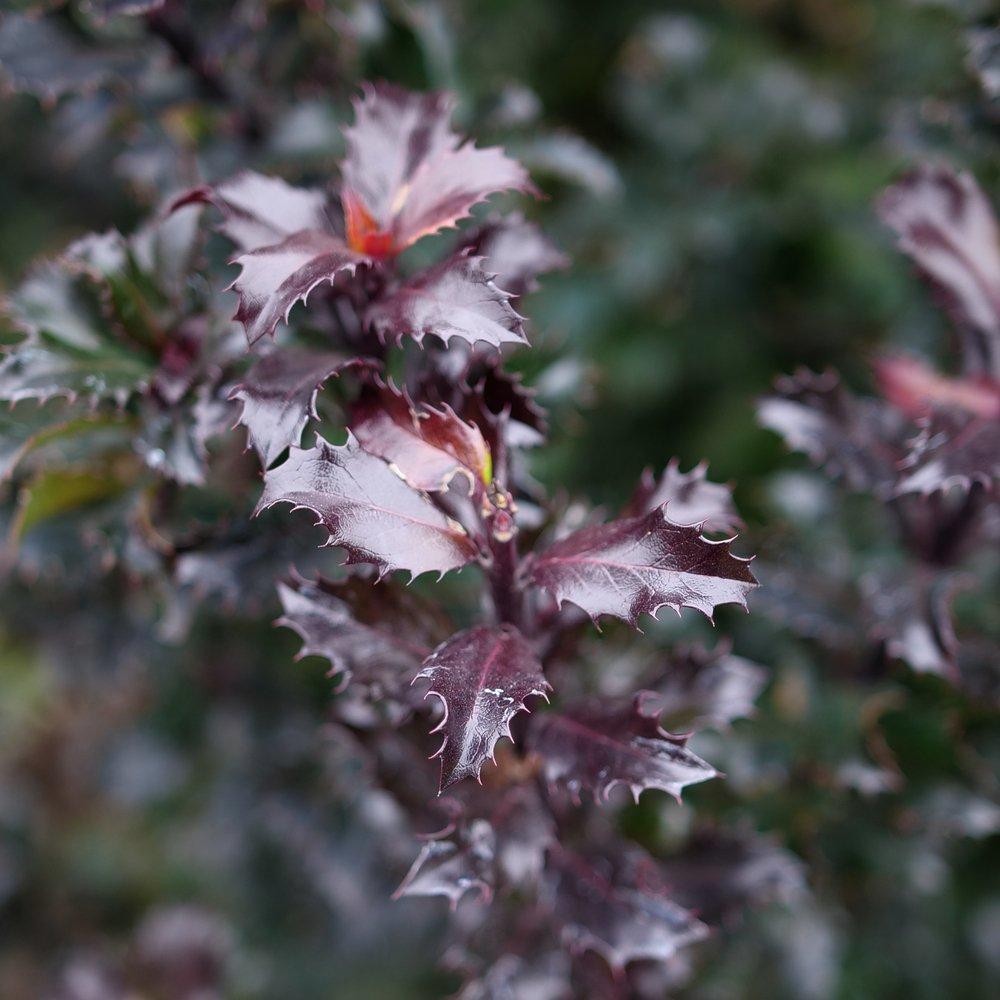 Ilex Meserveae 'castle Wall' - View 13 from www redcrocus com