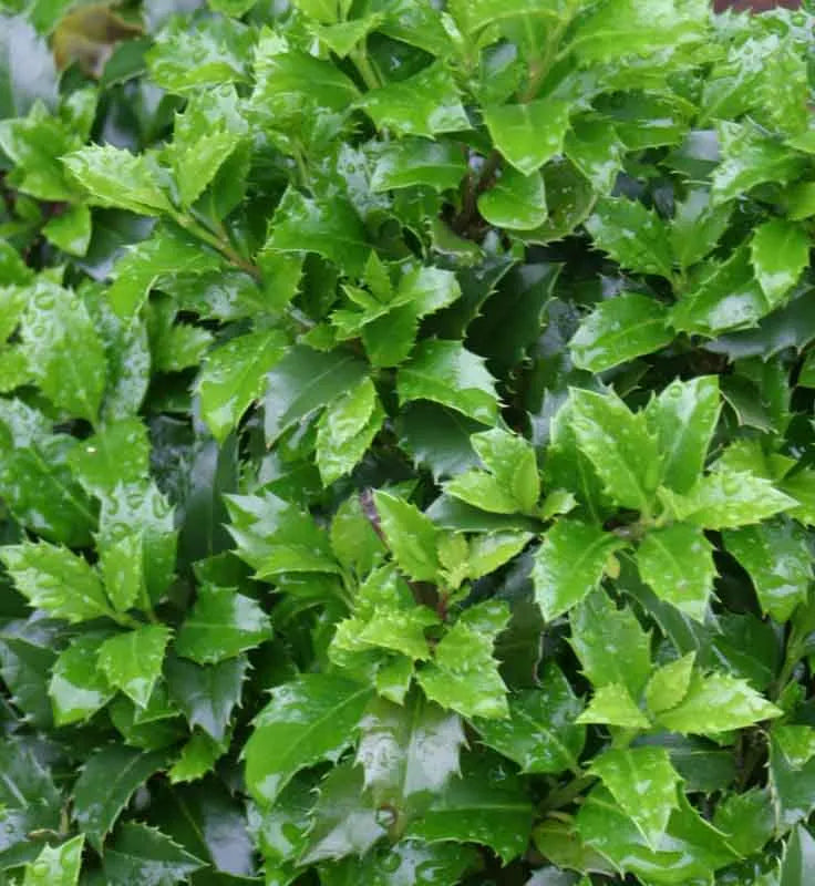 Ilex Meserveae 'castle Wall' - View 14 from www redcrocus com