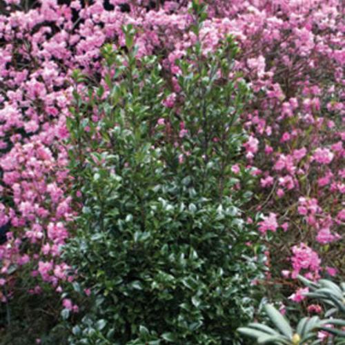 Ilex Meserveae 'castle Wall' - View 22 from www redcrocus com