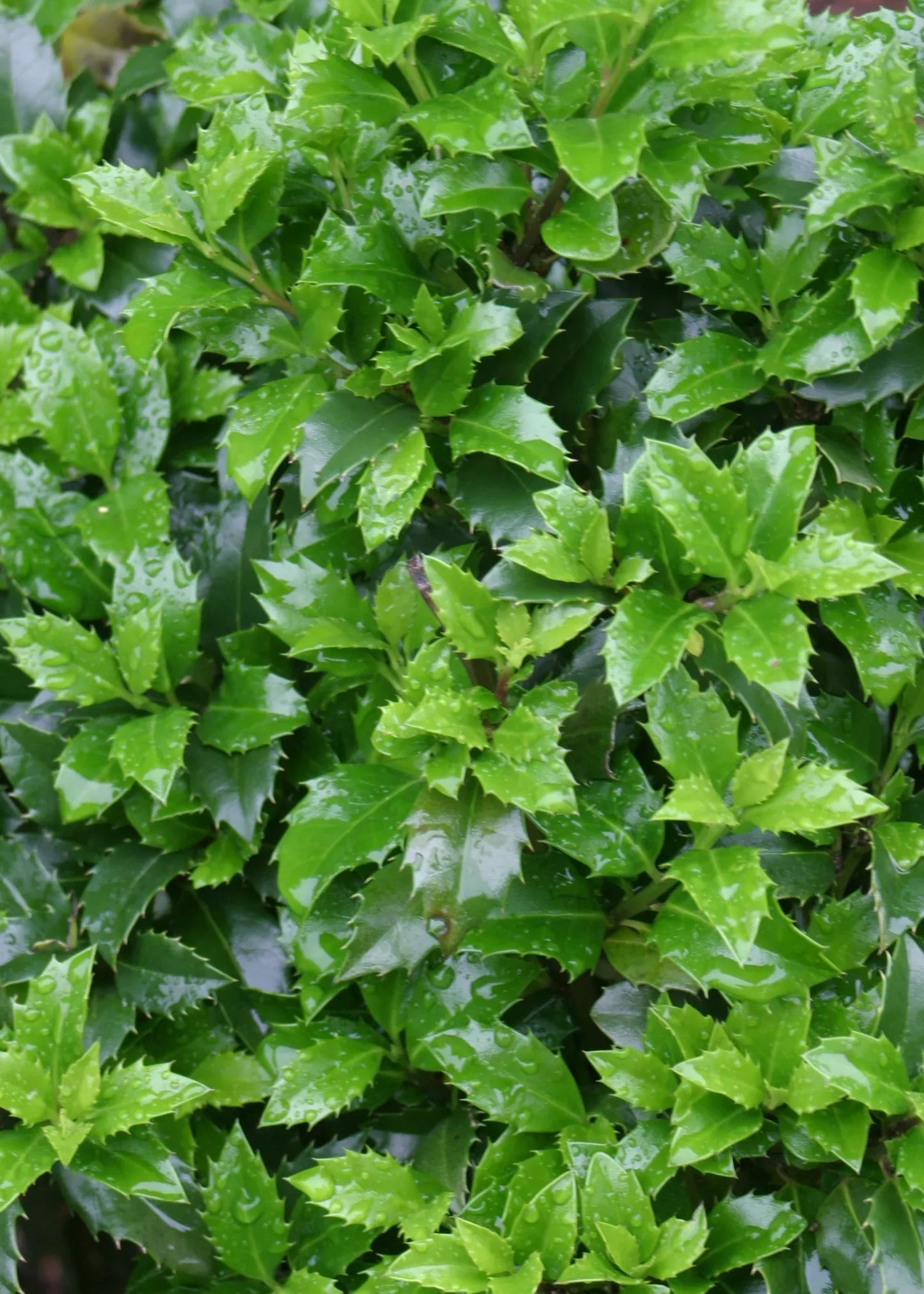 Ilex Meserveae 'castle Wall' - View 23 from www redcrocus com