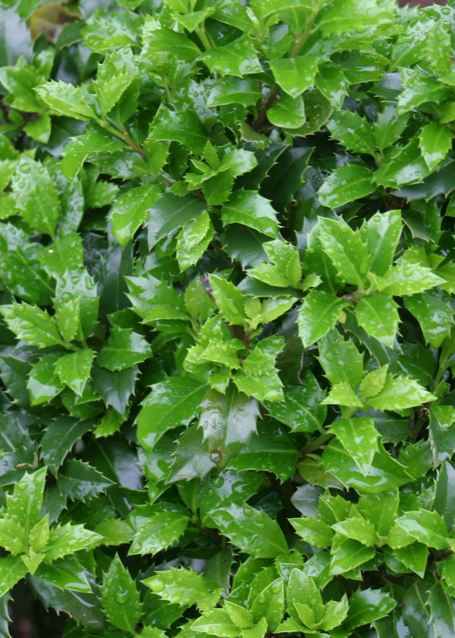 Ilex Meserveae 'castle Wall' - View 23 from www redcrocus com