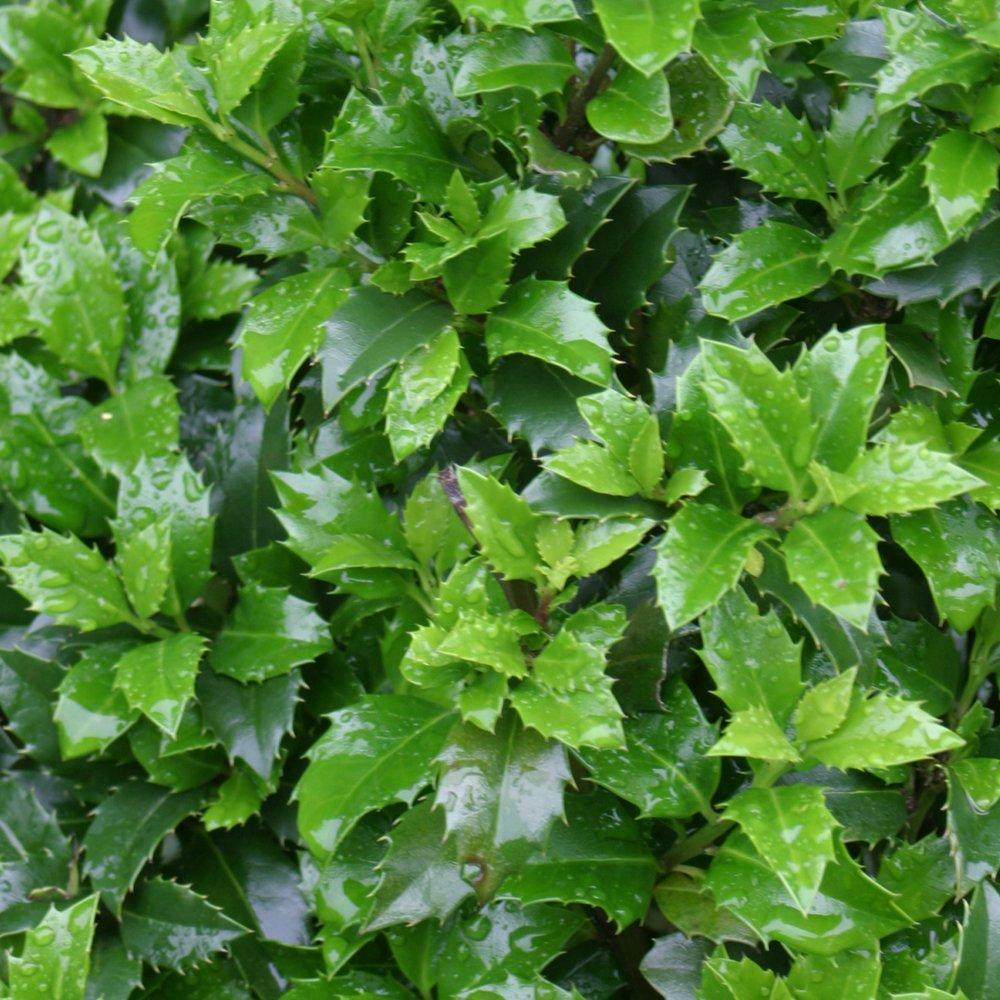 Ilex Meserveae 'castle Wall' - View 25 from www redcrocus com
