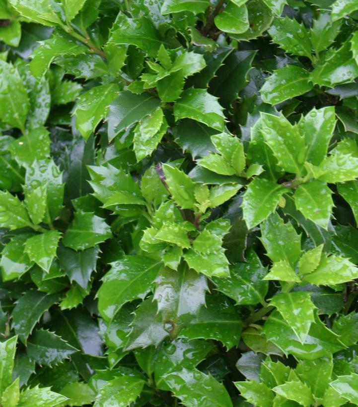 Ilex Meserveae 'castle Wall' - View 27 from www redcrocus com