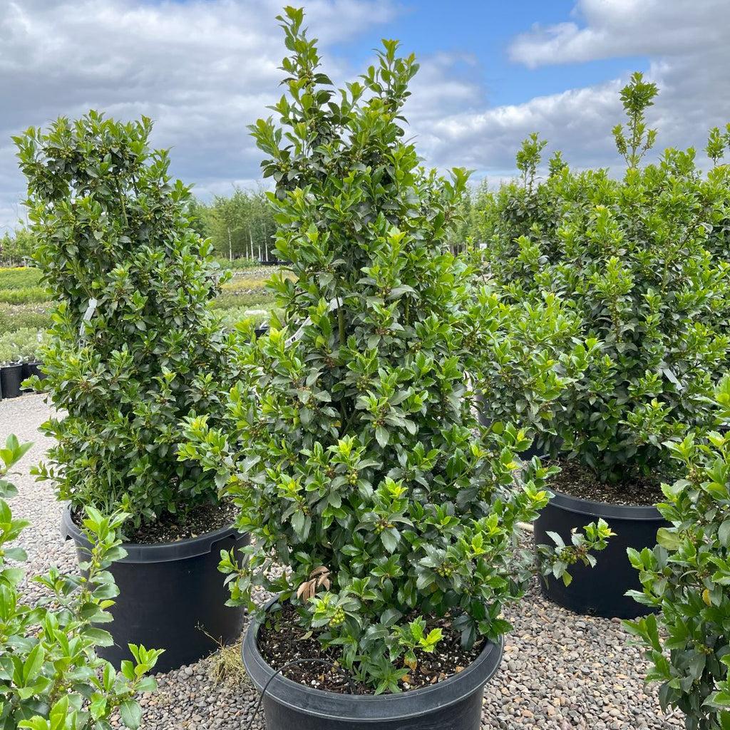Ilex Meserveae 'castle Wall' - View 29 from www redcrocus com