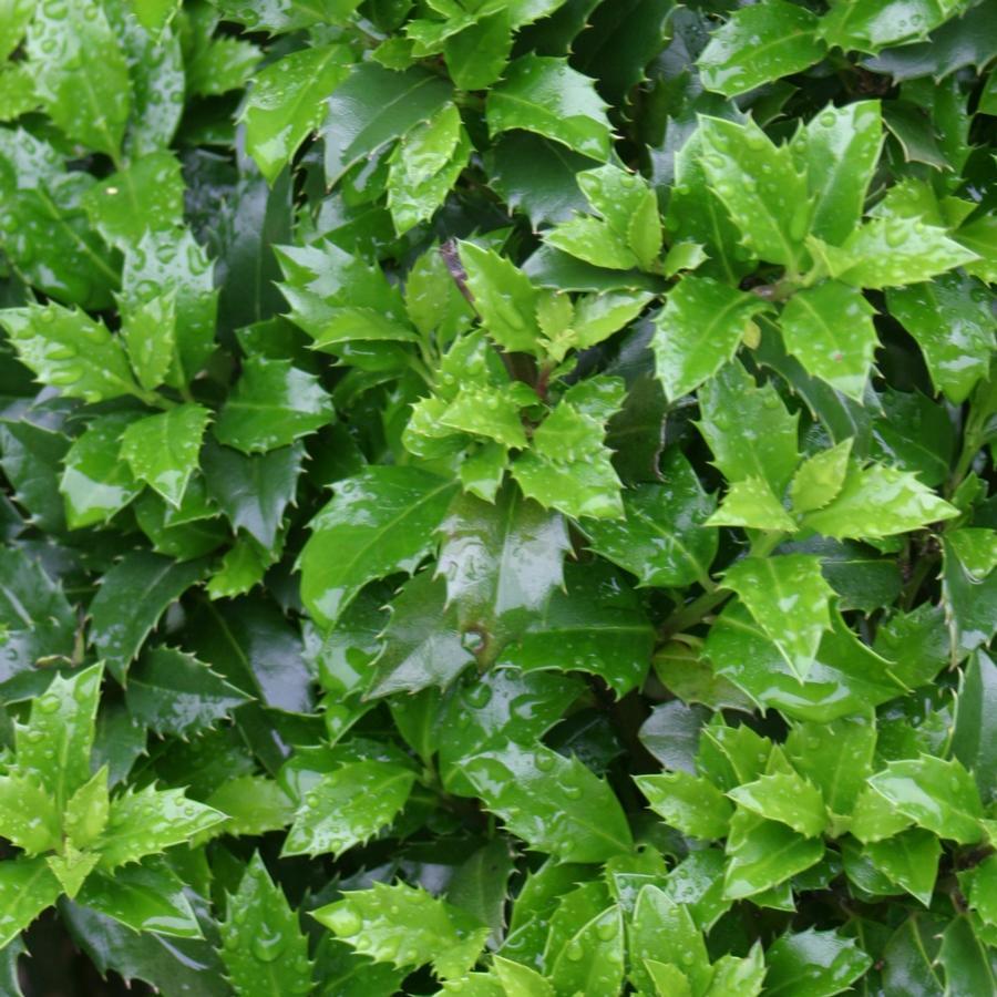 Ilex Meserveae 'castle Wall' - View 31 from www redcrocus com
