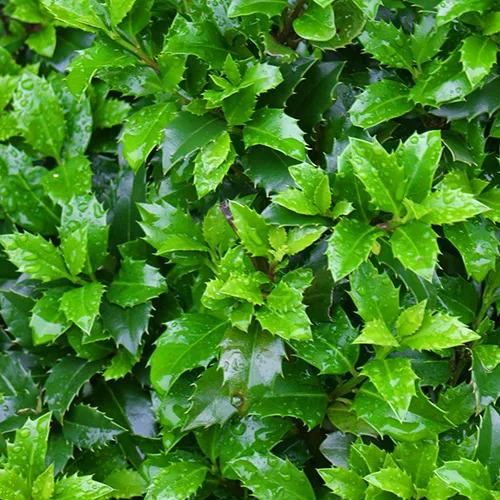 Ilex Meserveae 'castle Wall' - View 32 from www redcrocus com