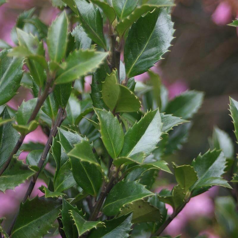 Ilex Meserveae 'castle Wall' - View 33 from www redcrocus com