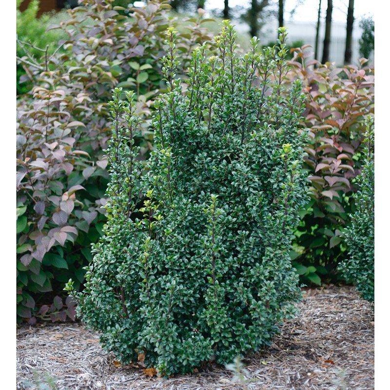 Ilex Meserveae 'castle Wall' - View 6 from www redcrocus com