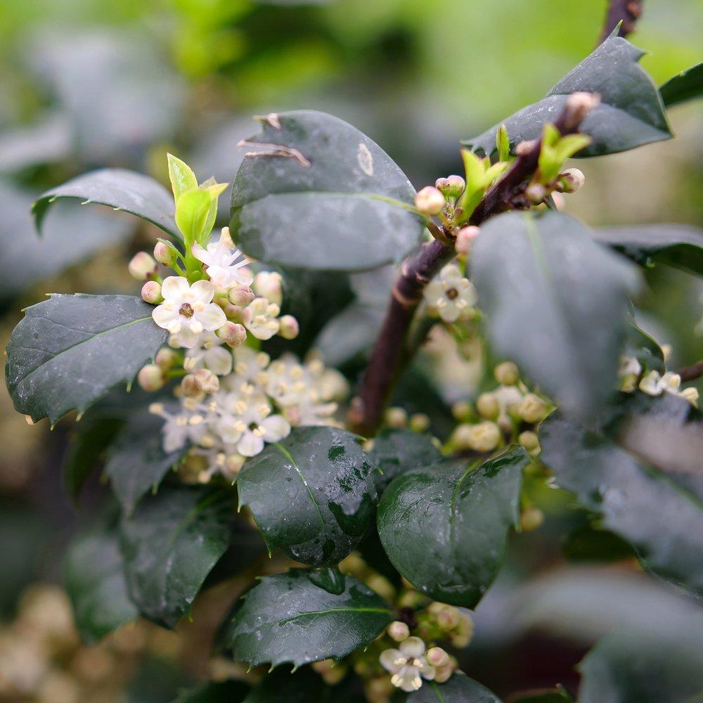 Ilex Meserveae 'castle Wall' - View 9 from www redcrocus com