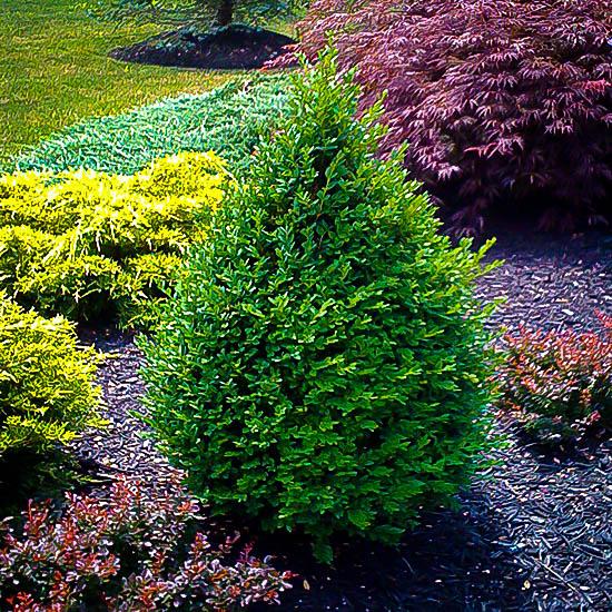 Buxus Microphylla 'green Mountain' Pyramid - View 11 from www redcrocus com