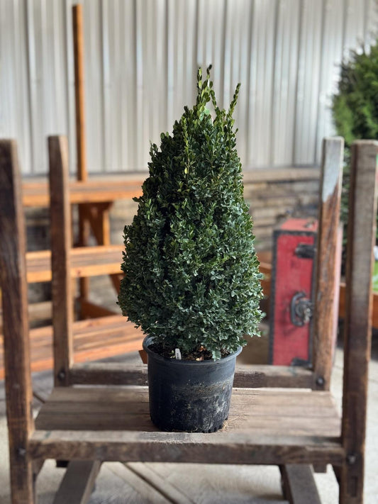 Buxus Microphylla 'green Mountain' Pyramid - View 1 from www redcrocus com