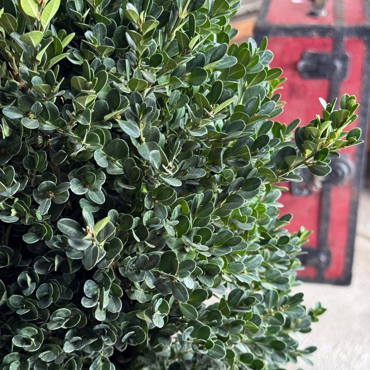 Buxus Microphylla 'green Mountain' Pyramid - View 2 from www redcrocus com