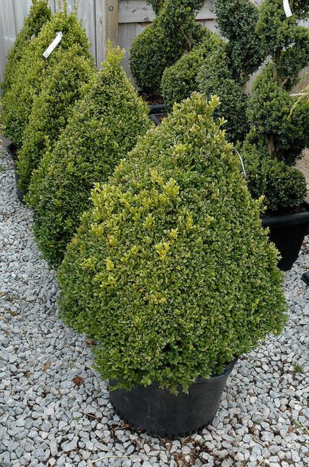 Buxus Microphylla 'green Mountain' Pyramid - View 32 from www redcrocus com