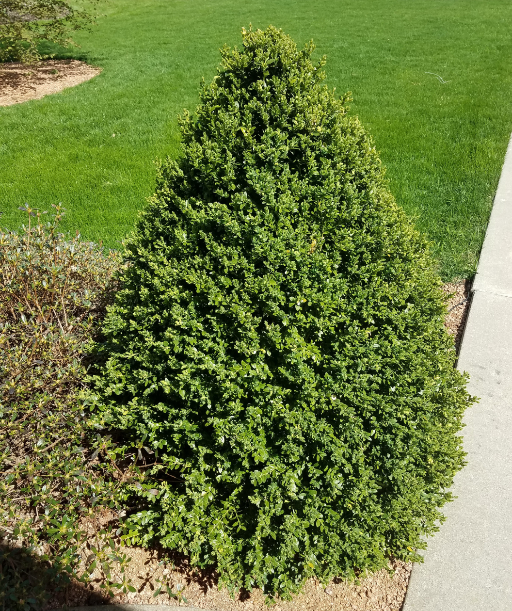 Buxus Microphylla 'green Mountain' Pyramid - View 3 from www redcrocus com