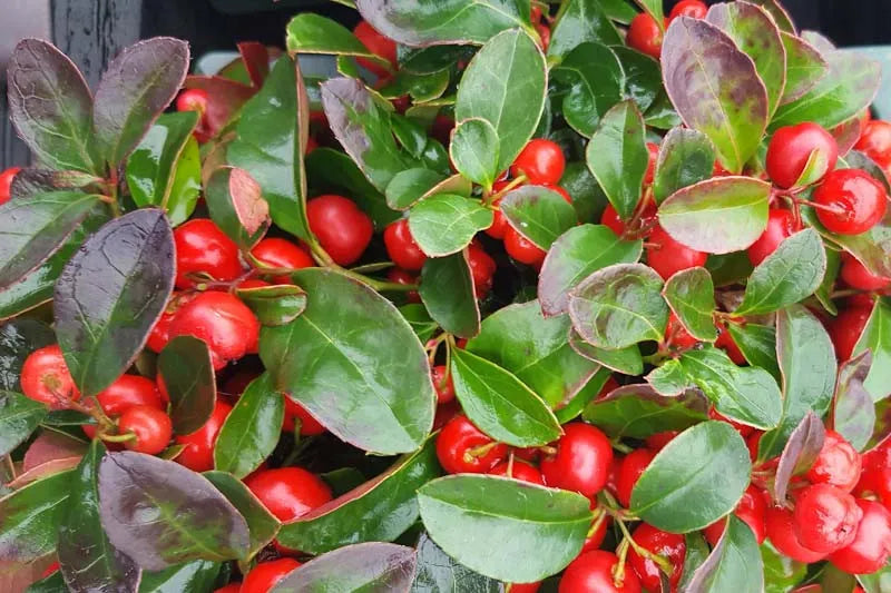 Gaultheria Procumbens - View 10 from www redcrocus com