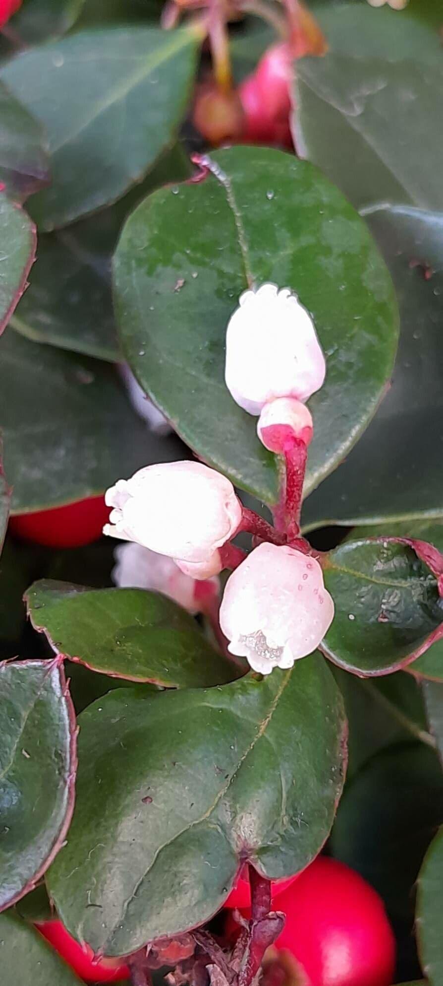 Gaultheria Procumbens - View 11 from www redcrocus com