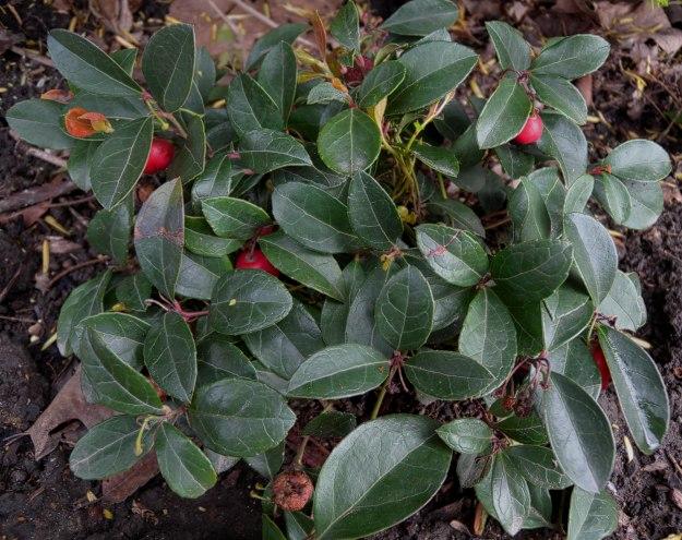 Gaultheria Procumbens - View 12 from www redcrocus com