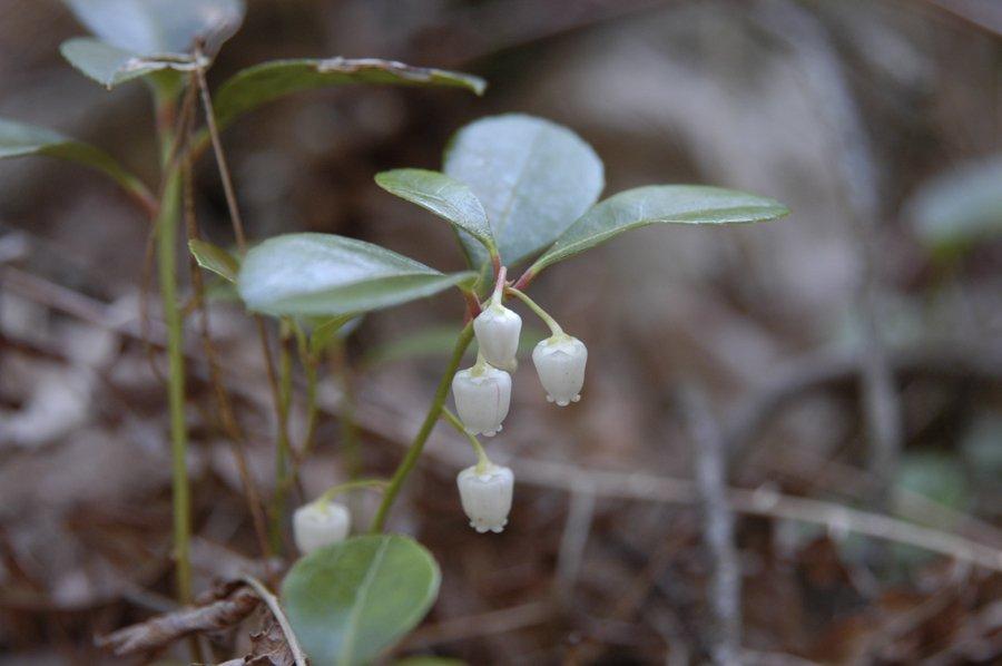 Gaultheria Procumbens - View 13 from www redcrocus com
