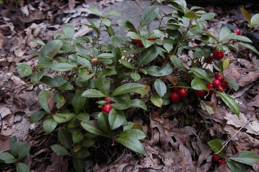 Gaultheria Procumbens - View 14 from www redcrocus com