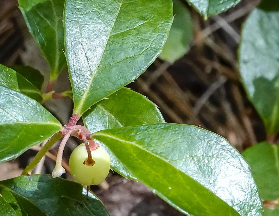 Gaultheria Procumbens - View 15 from www redcrocus com