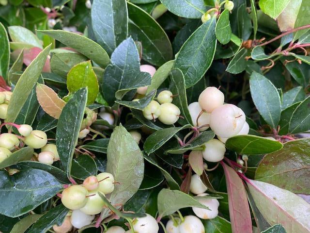Gaultheria Procumbens - View 16 from www redcrocus com