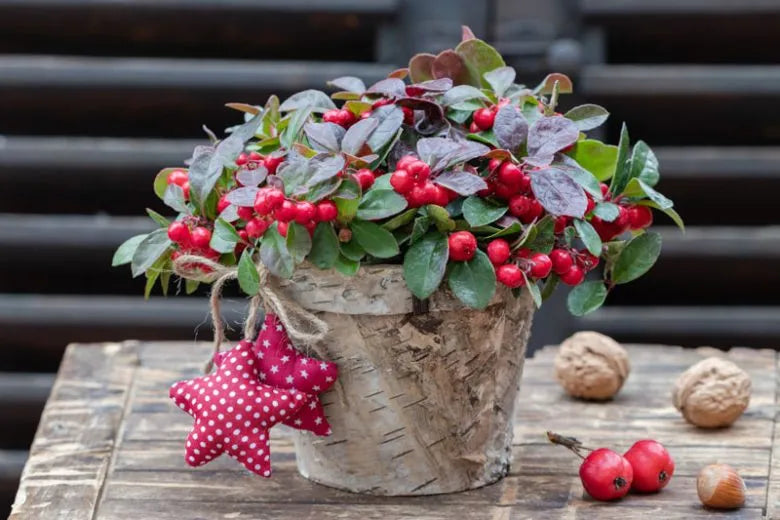Gaultheria Procumbens - View 19 from www redcrocus com