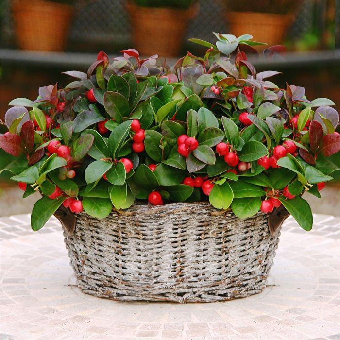 Gaultheria Procumbens - View 21 from www redcrocus com