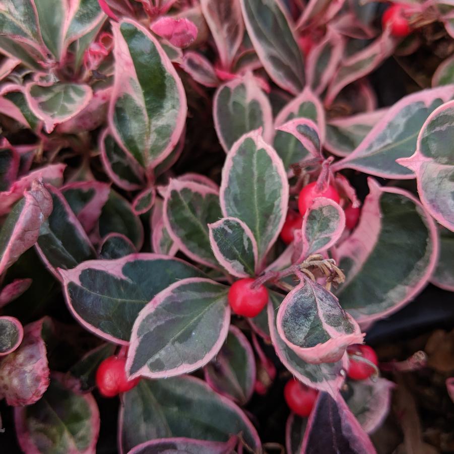 Gaultheria Procumbens - View 22 from www redcrocus com