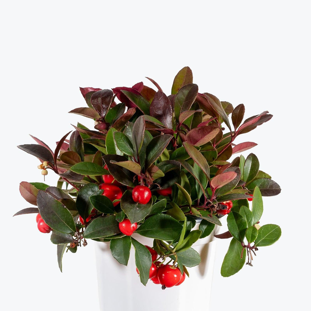 Gaultheria Procumbens - View 23 from www redcrocus com