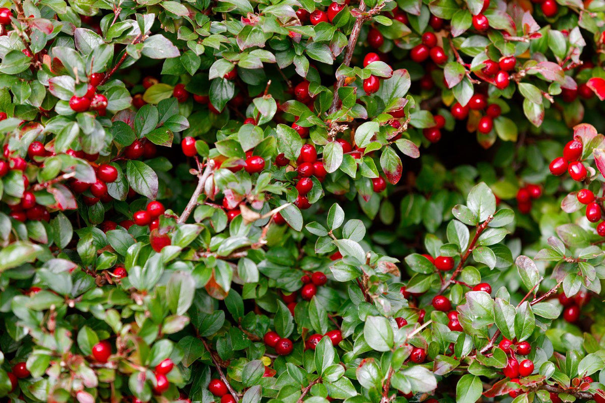 Gaultheria Procumbens - View 24 from www redcrocus com